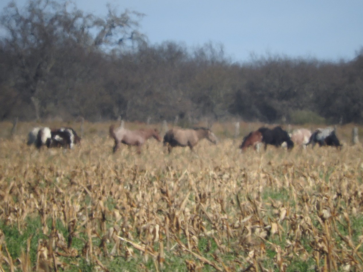2578 hectareas en Pichihuinca, La Pampa